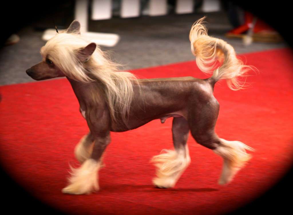 My Daddy is a Gringo Di China Latina