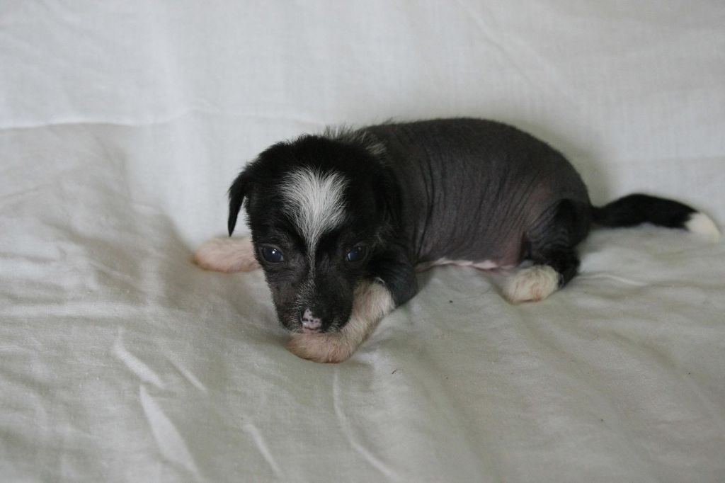 Abbaboos Domino Effect