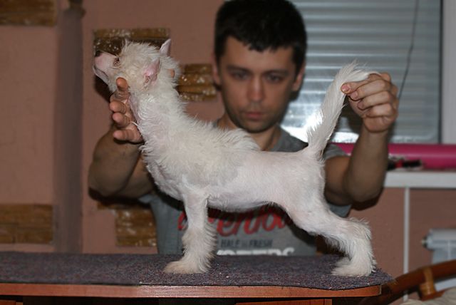 Mimi Dog Doll Olmeca