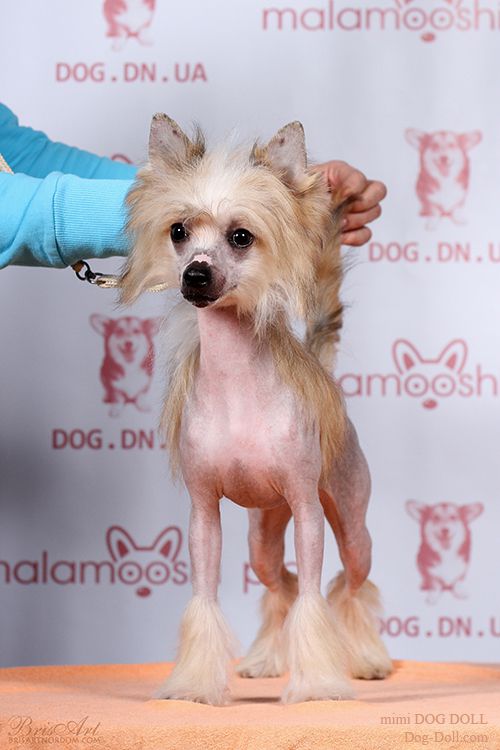 Mimi Dog Doll Lambada