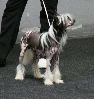 All Natural All Cola Red Bull von Natelberg