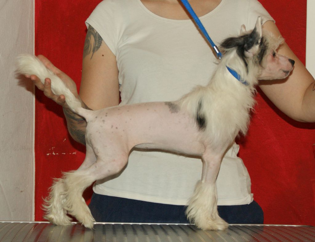 Alcatraz Playboy Bunny von Natelberg