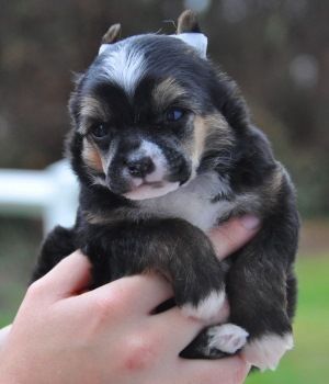 Ighlander Little Champs