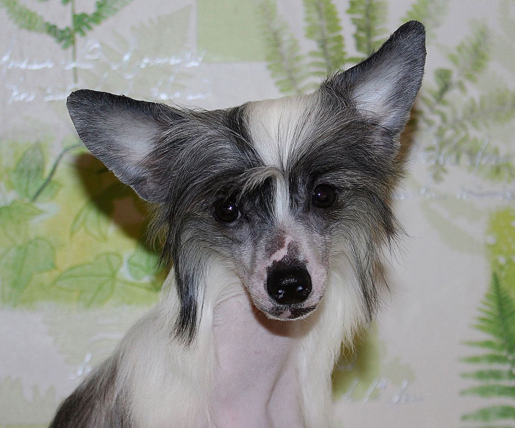 Lorita Star Golubaya Mechta