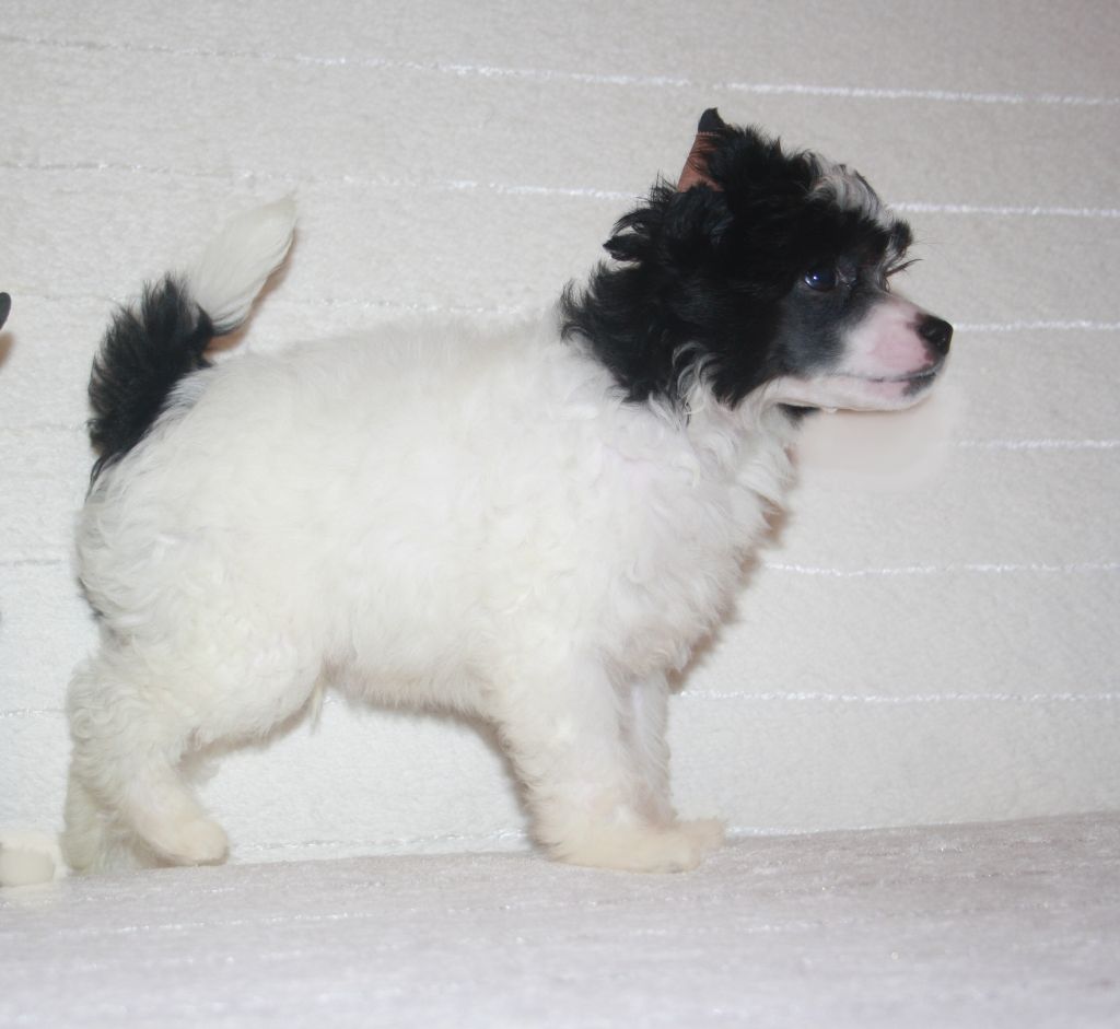 Charuyuschiy Soblazn Domino