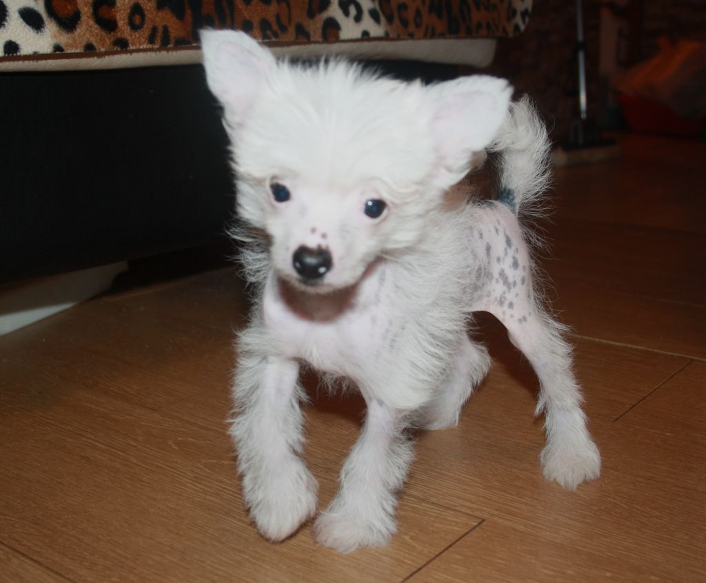 Charuyuschiy Soblazn Diona