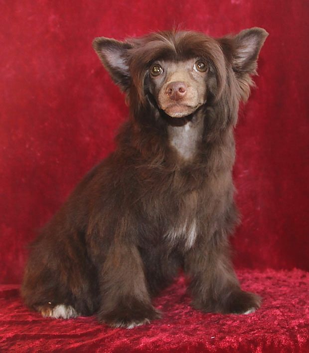 Perl Magic Glory Chocolate