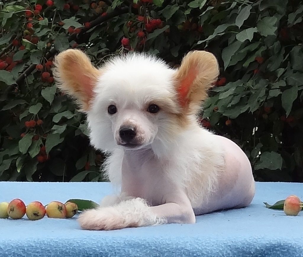 Naimuluna Line Harley Davidson