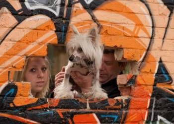 Holiday Inn Little Champs