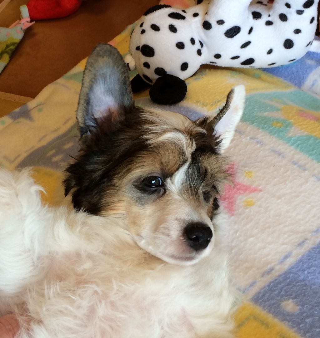 BCNU In Fine Spirits