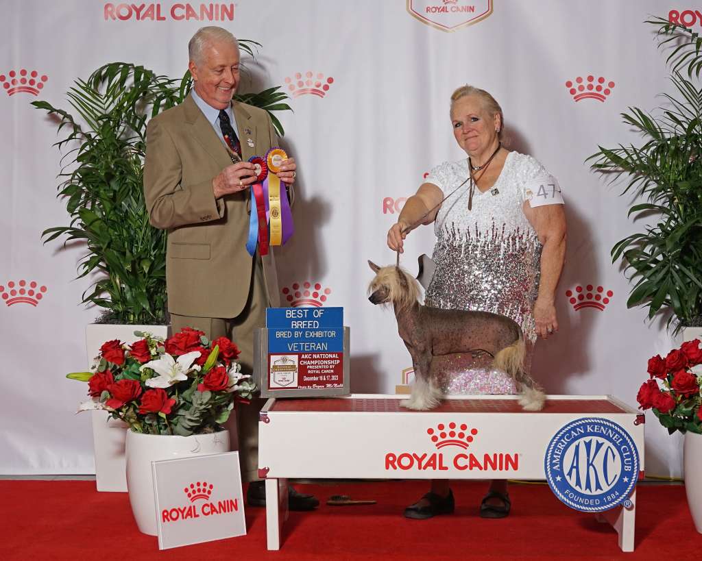 GCHS Dreamstar's Ducati Racer