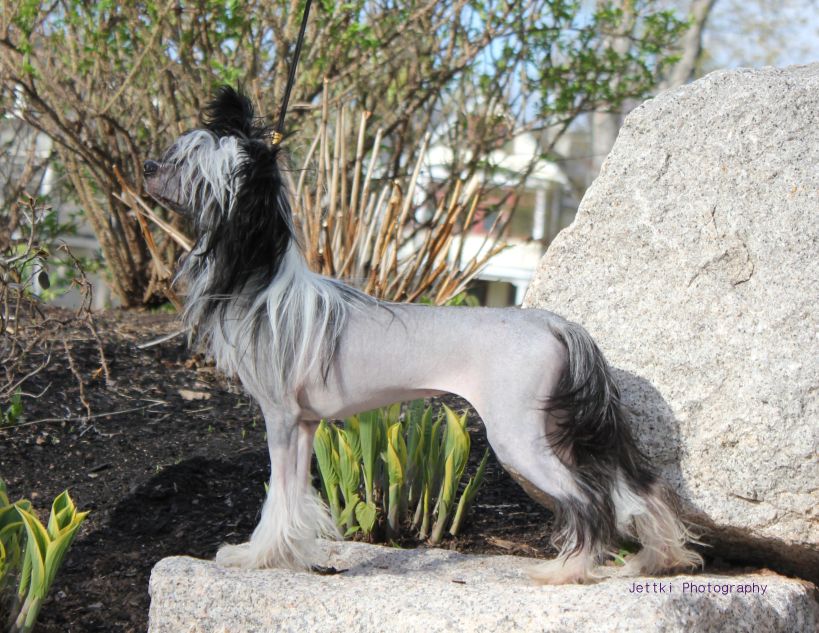 What Dreams May Come Gardine