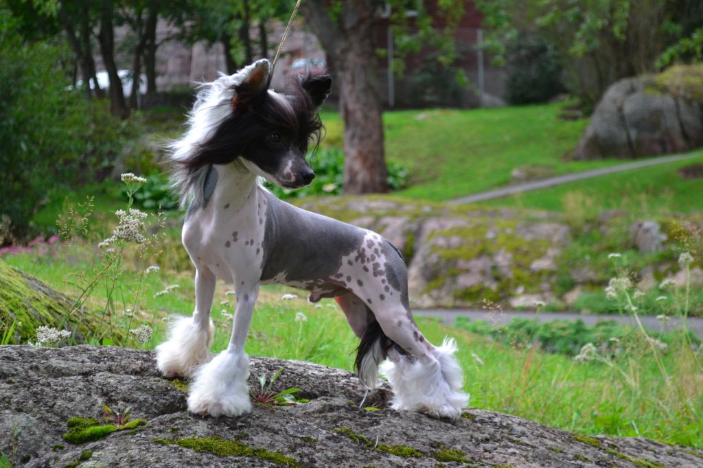 Hamash JP Smash Vanitonia Yash