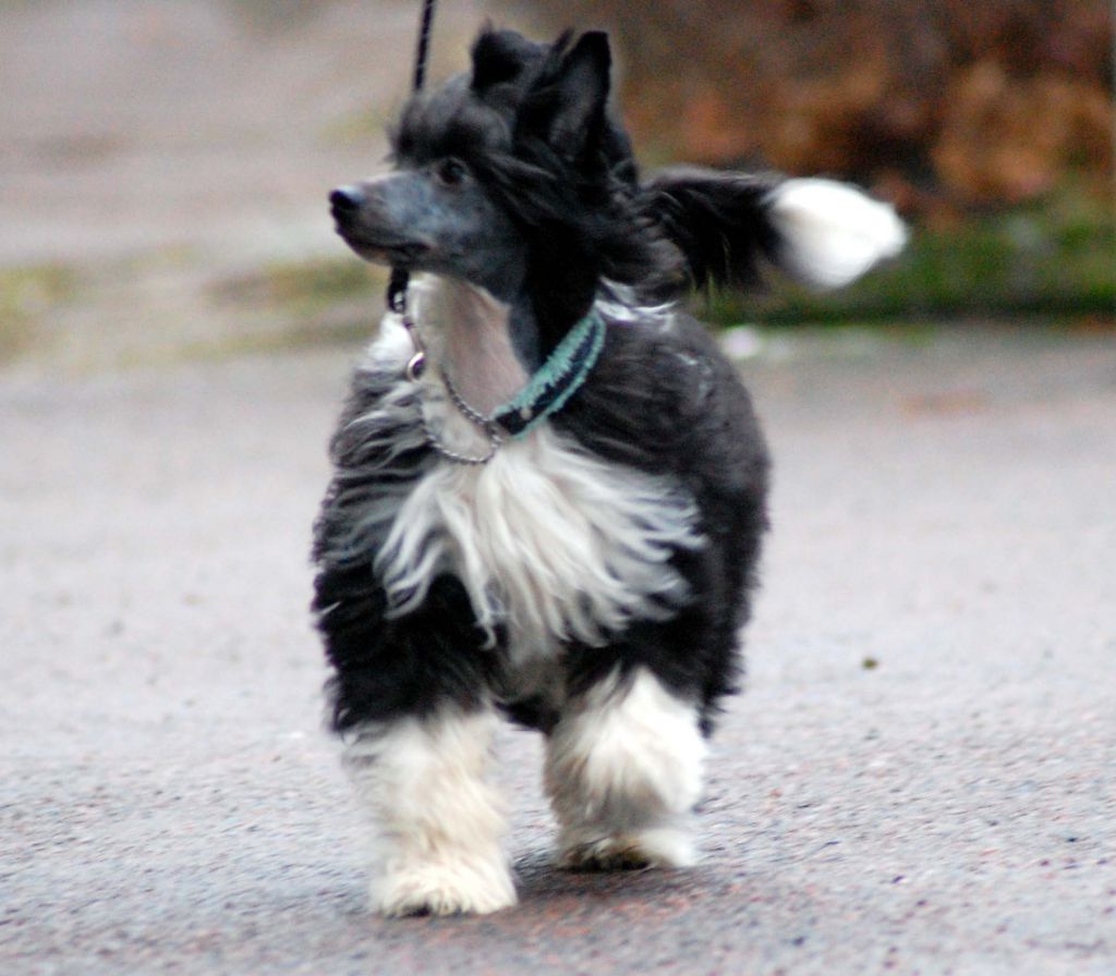 MhaLhi's Harry The Hurricane