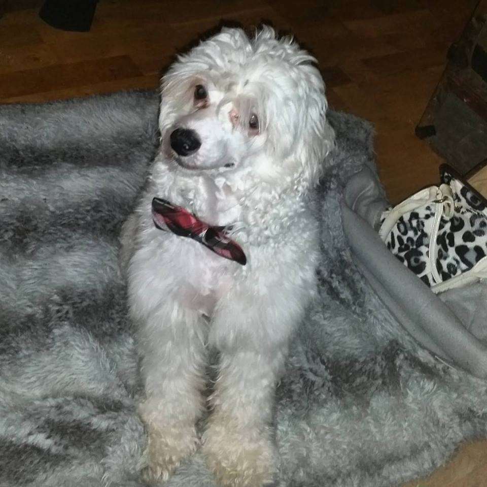 MhaLhi's Herman The Hitman