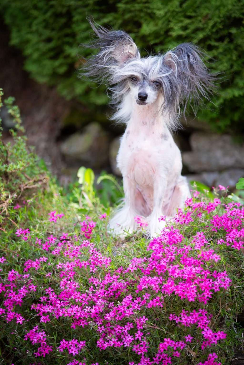 MhaLhi's Harriet The Spy