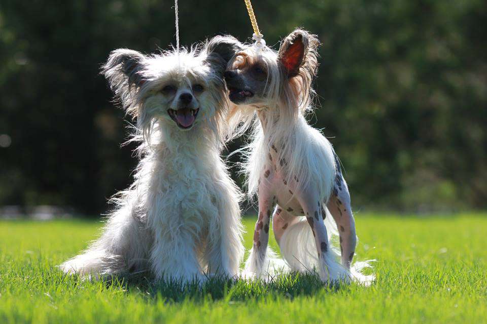 Berenik Pandora Yanita