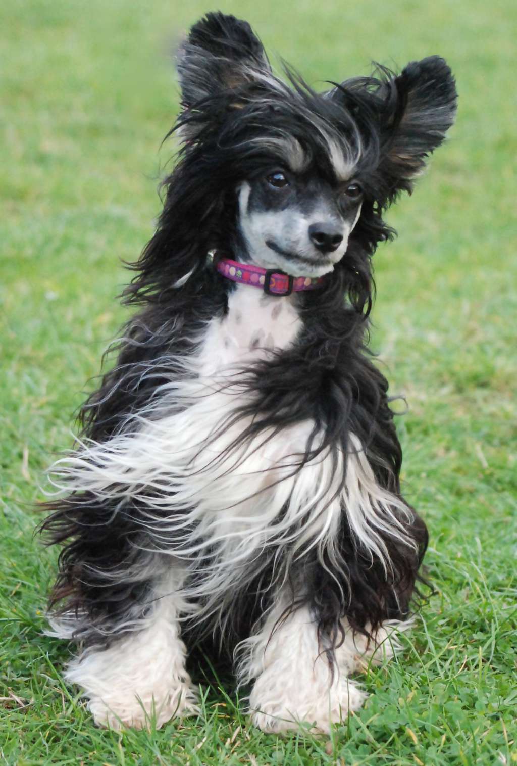 Despinia Raise The Bar