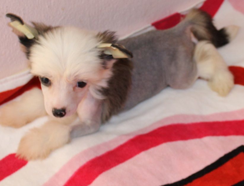 Sirius Black de L'Essence de Mon Tout