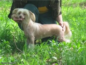 Chokoladnaya Skazka Li-Lu