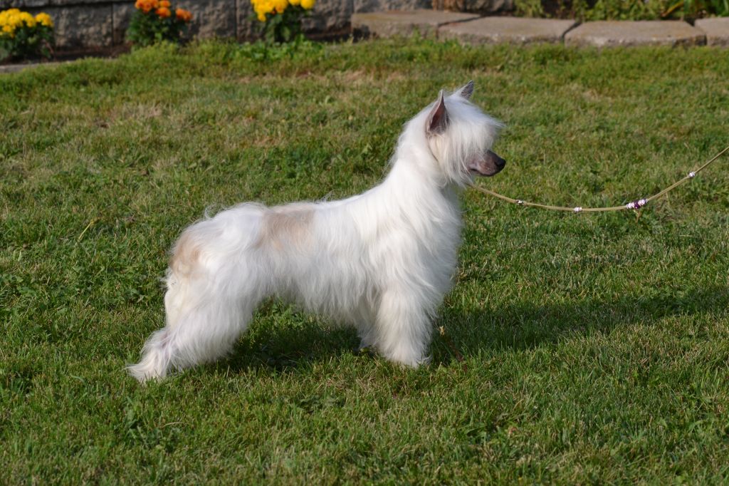 Famous Winning Image