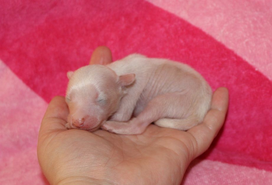 Beauty de L'Essence de Mon Tout