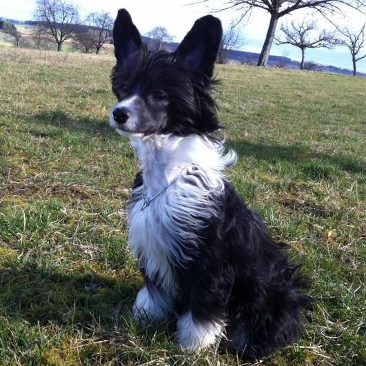 Edcullen's Glade Dapper Tapper