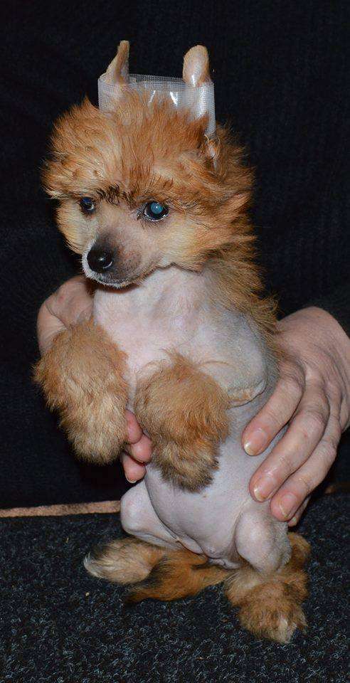 Sladkaya Istoma iz Goroda Slavy