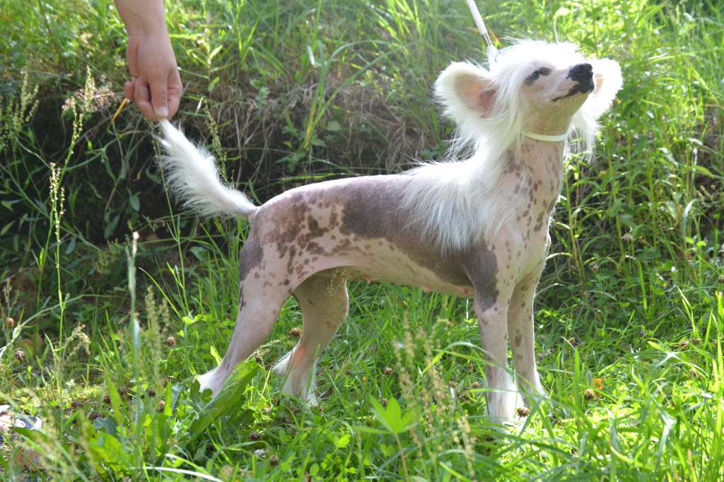 Samaya Samaya  dlya Liris