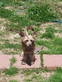 tsagali beyond the rainbow faeryland