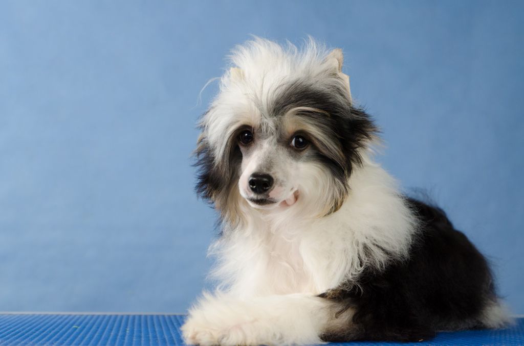 Imperator iz Sozvezdiya Khana