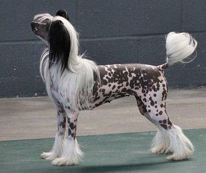 CandyCresteds Send me to Hollywood