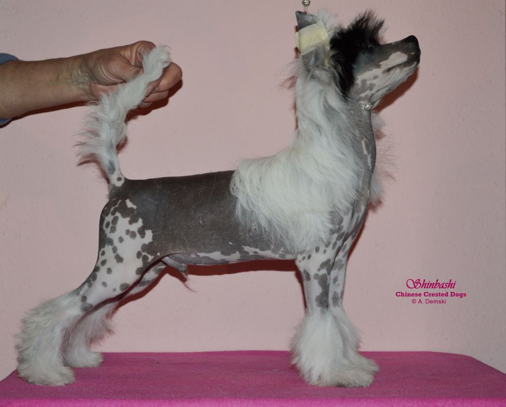 Fire And Ice von Shinbashi