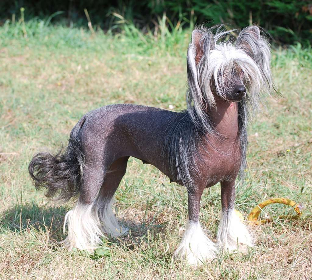 Little Dog Of Dream I'm a beauty