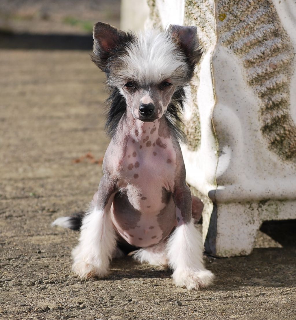 Little Dog Of Dream I'm a sexy girl