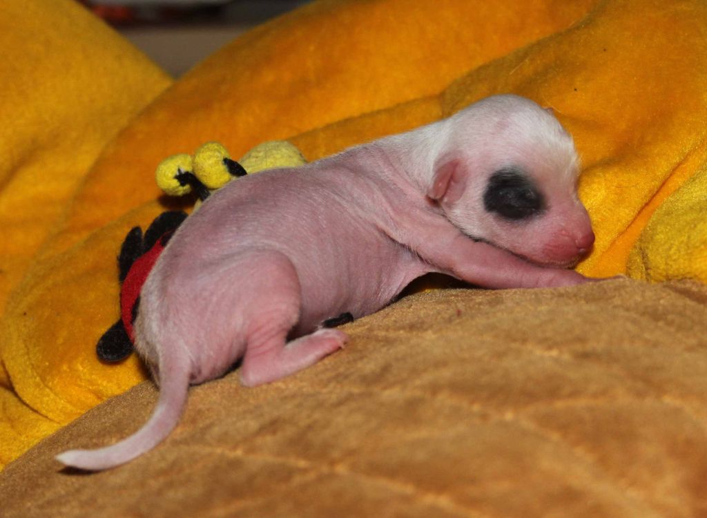 A - Peeters ( Button Heritage and Garden )