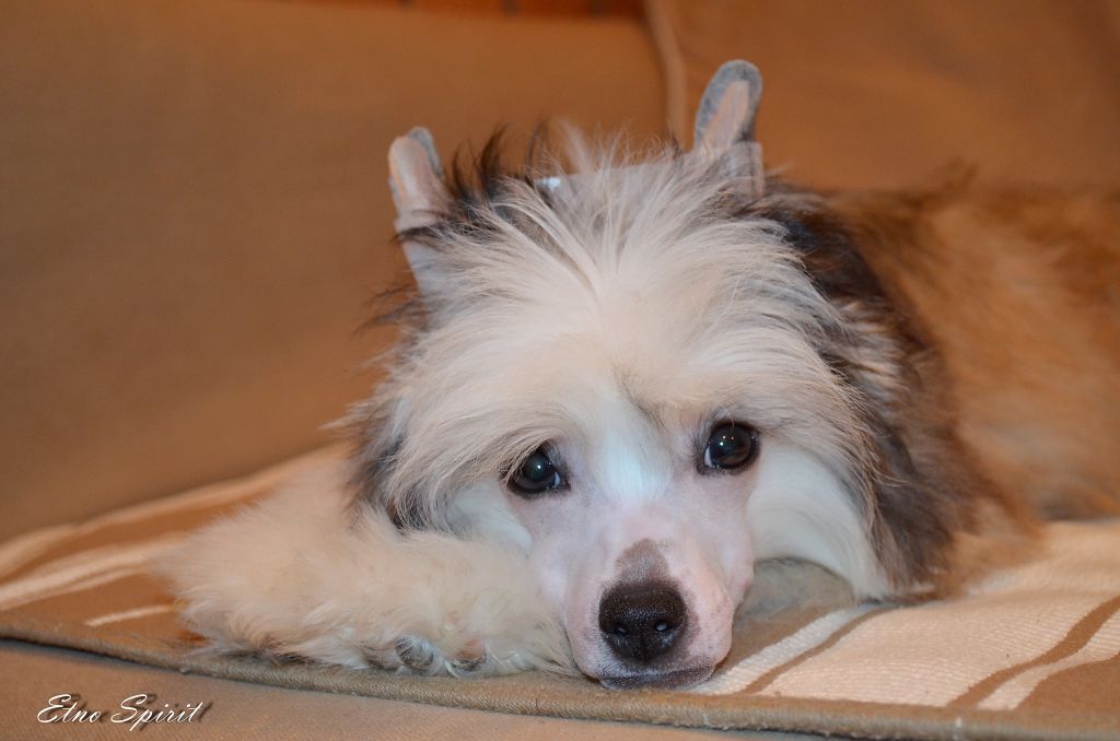 Etno Spirit Daily Joy