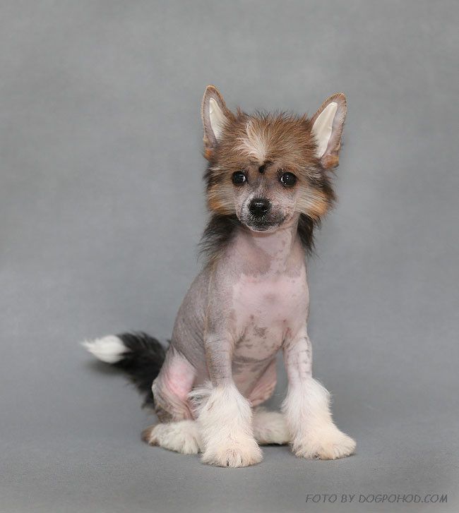 Amalina'S Kolibri Rainbow