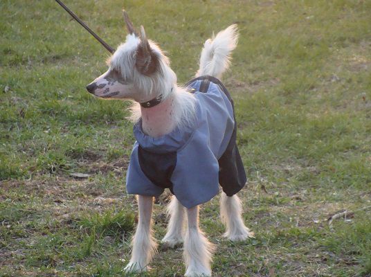 Apriori Vip Istanbul