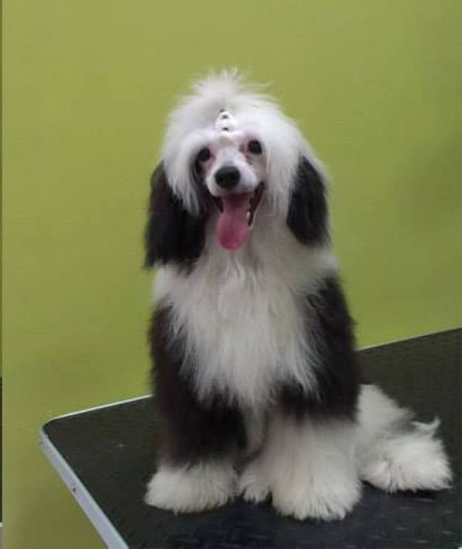 Ferino Rey Mali Zmaj