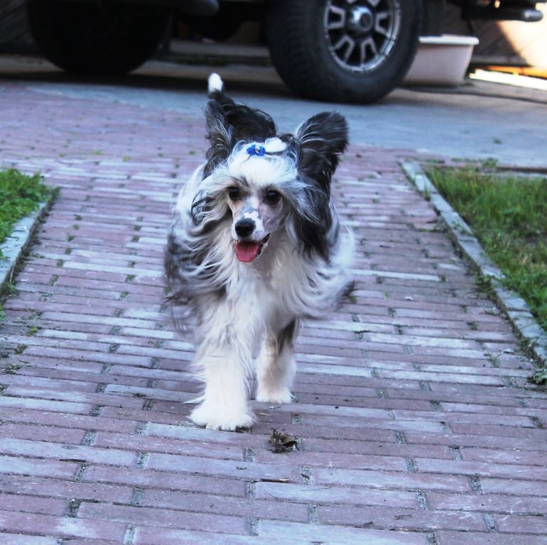 Veronika Printzessa Noshi