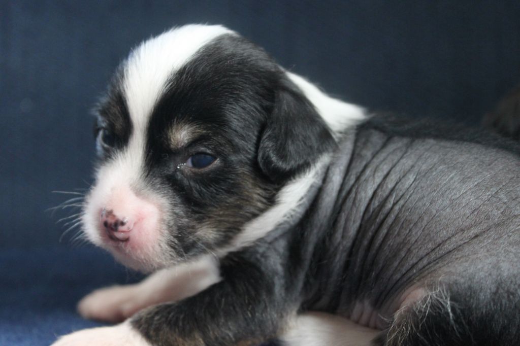 Vankuver Serebryaniy Vek