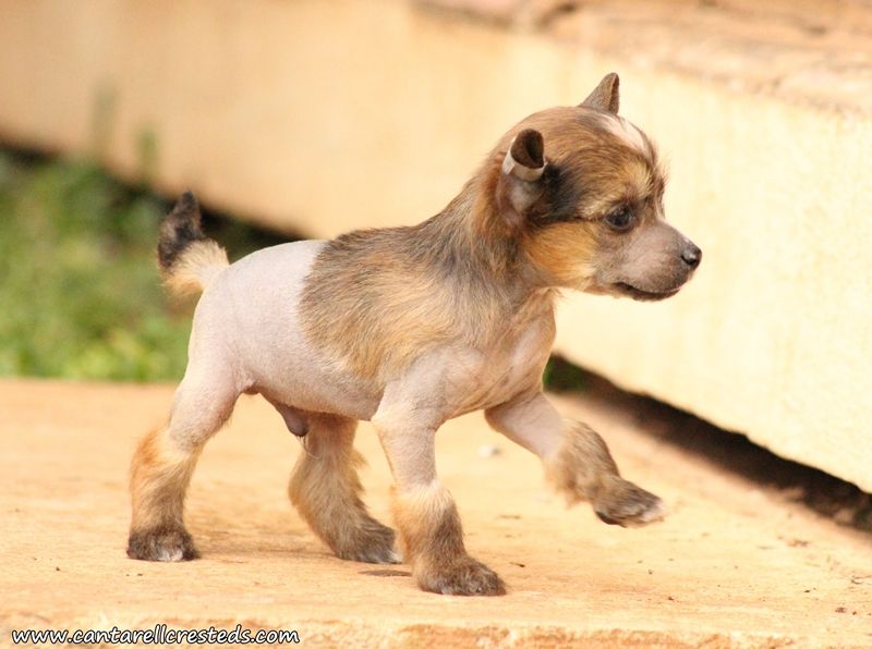 Bond James Bond (Cantarell)