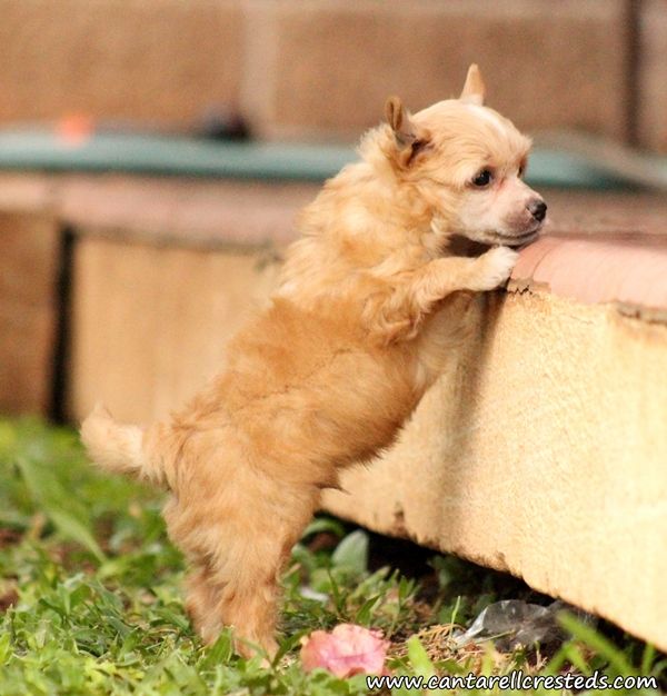 Benny Born To Win (Cantarell)