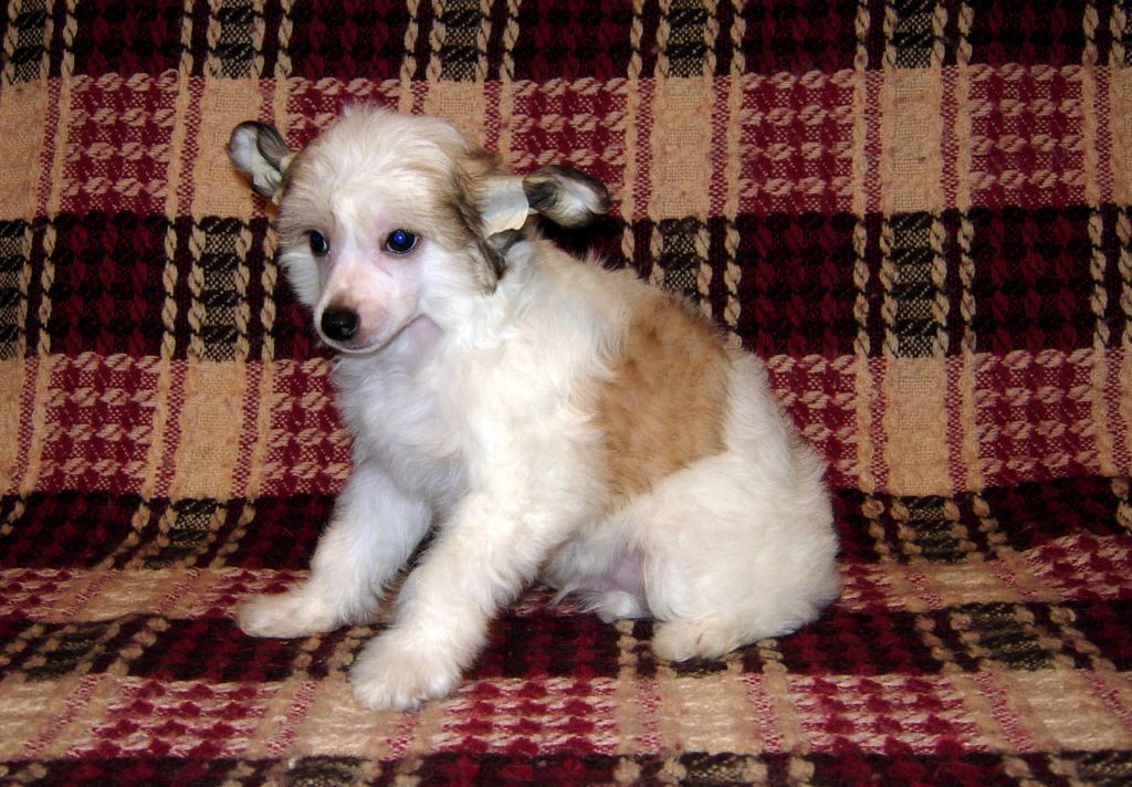 Ilir Just Beauty Mitau