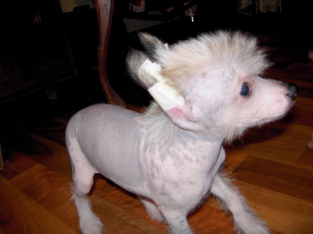 Ixias Mariam Just Beauty Mitau