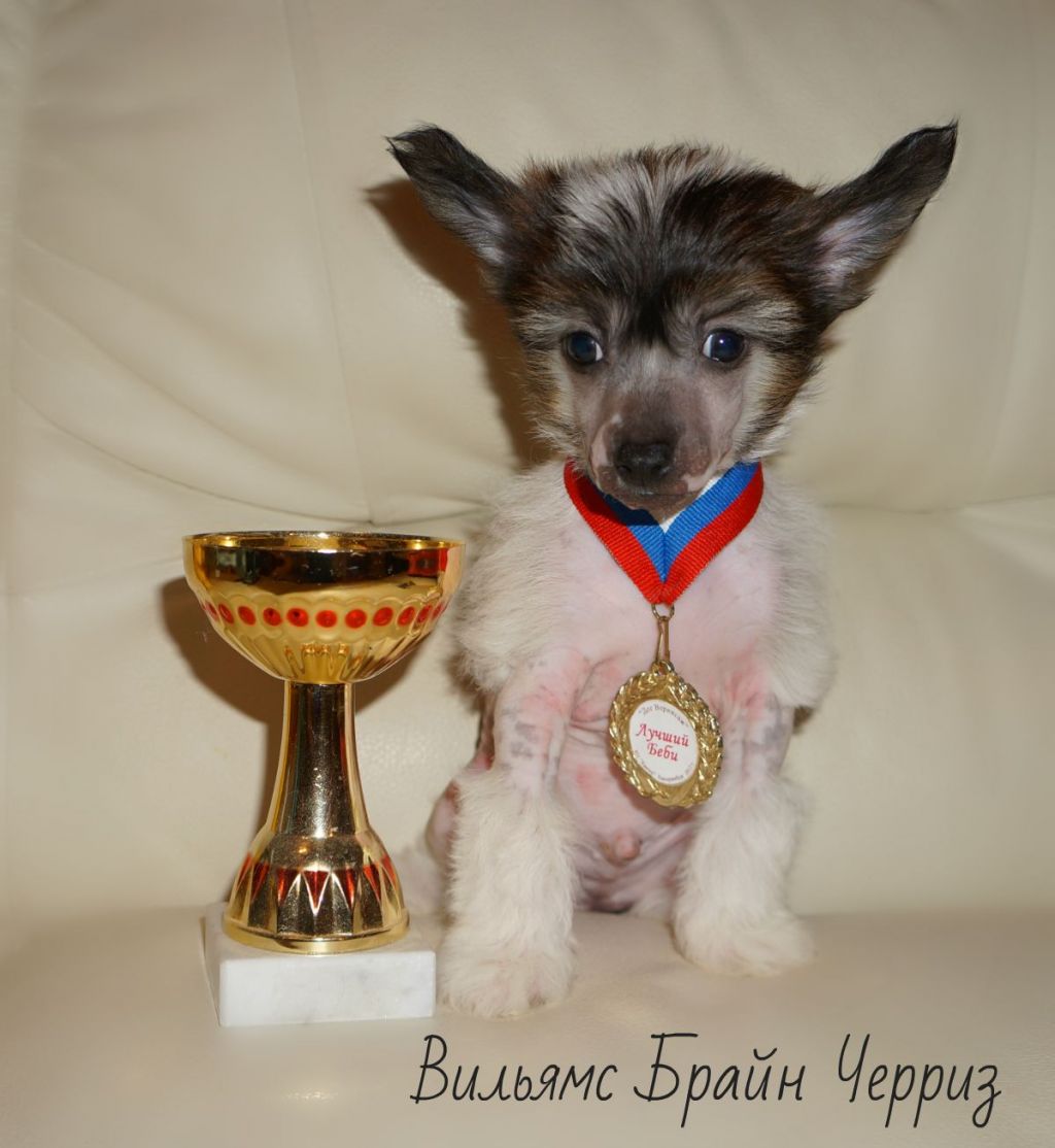 Vilyams Brain Cheriz