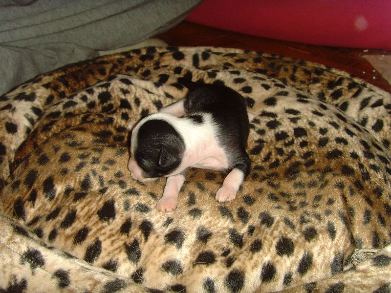 Carla Bruni Atomski Mrav