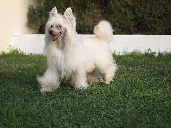 Yam Mey's Asian Sweet