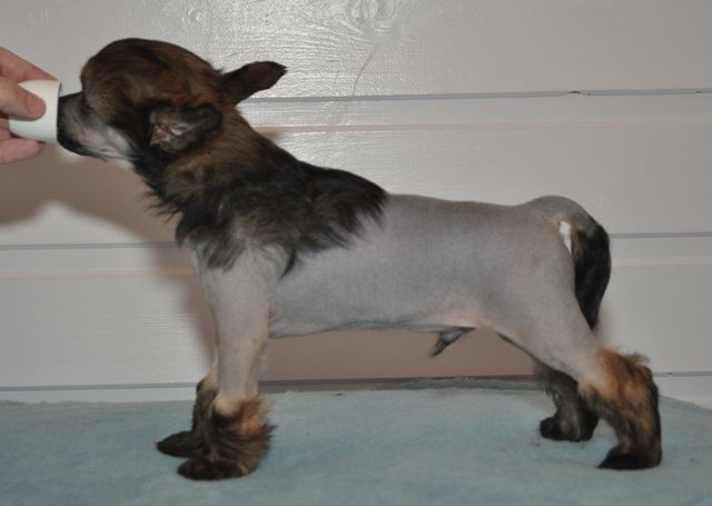 Artic Flyer's Gift Of Magic